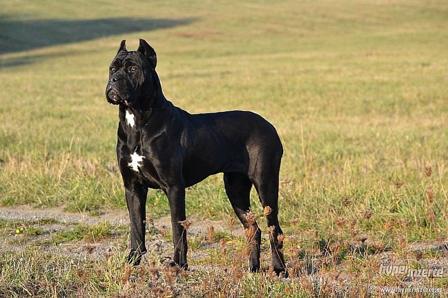 Cane Corso S Pp St Te Nad Ludinou P Erov Prod M Chovzv At Cz