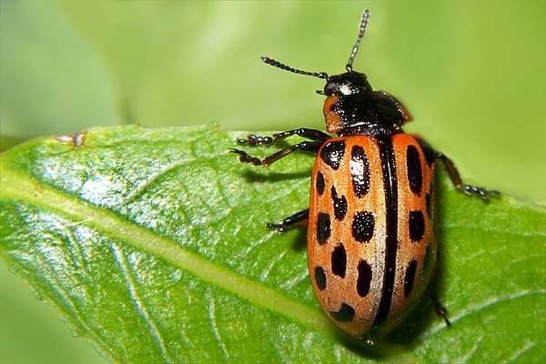 Mandelinka Dvacetite N Chrysomela Vigintipunctata Chovzv At Cz