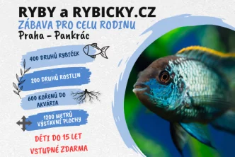 Ryby a rybičky - akvaristická burza Praha únor 2025