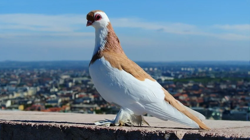 Usazování, párování a plemenitba holubů