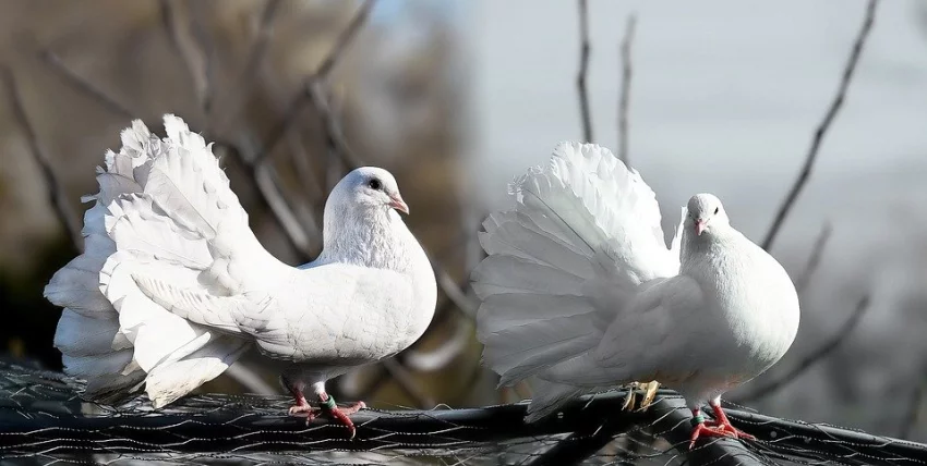 Usazování, párování a plemenitba holubů