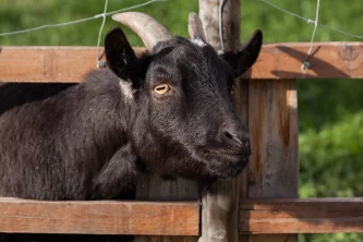 Koza kamerunská - nejmenší plemeno koz