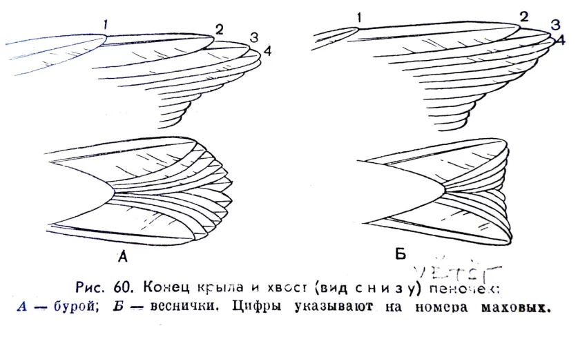 Křídelní formule a tvar ocasu podle ruského klíče pro budníčky hnědého a většího