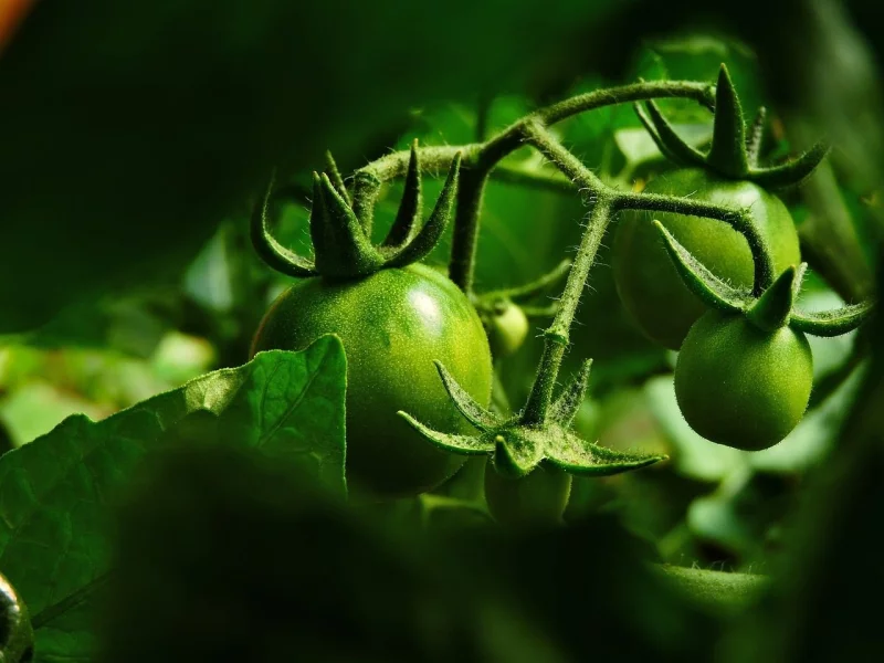 Pro křečka je velmi nebezpečná i rostlina obyčejného rajčete. Brzy po pozření listu se dostaví příznaky otravy, které nezřídka končí smrtí.