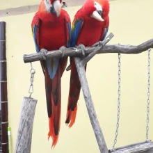 Volný let papoušků ara - 2. díl
