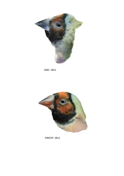 Amada Gouldové červenohlavá - stejný pták