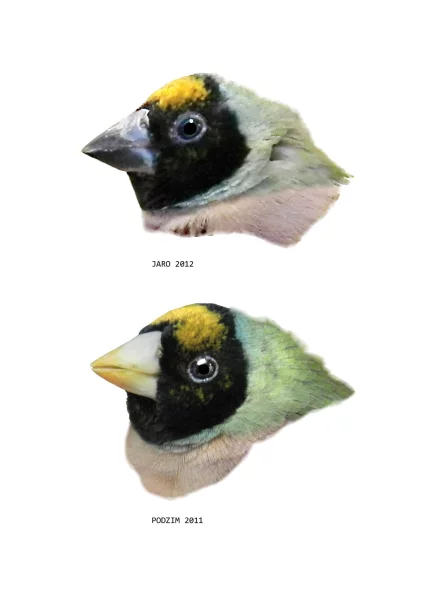 Amada Gouldové žlutohlavá - stejný pták v různém časovém období