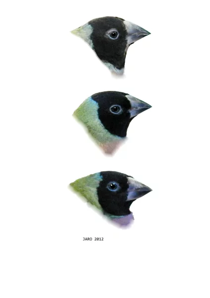 Amada Gouldové černohlavá - tři různé samice v období po hnízdění