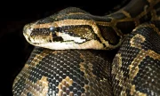 Jaký had je k domácímu chovu vhodný?