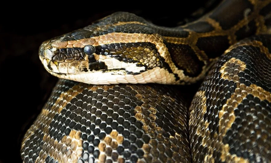 Jaký had je k domácímu chovu vhodný?