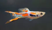 Ryby vhodné do malých akvárií