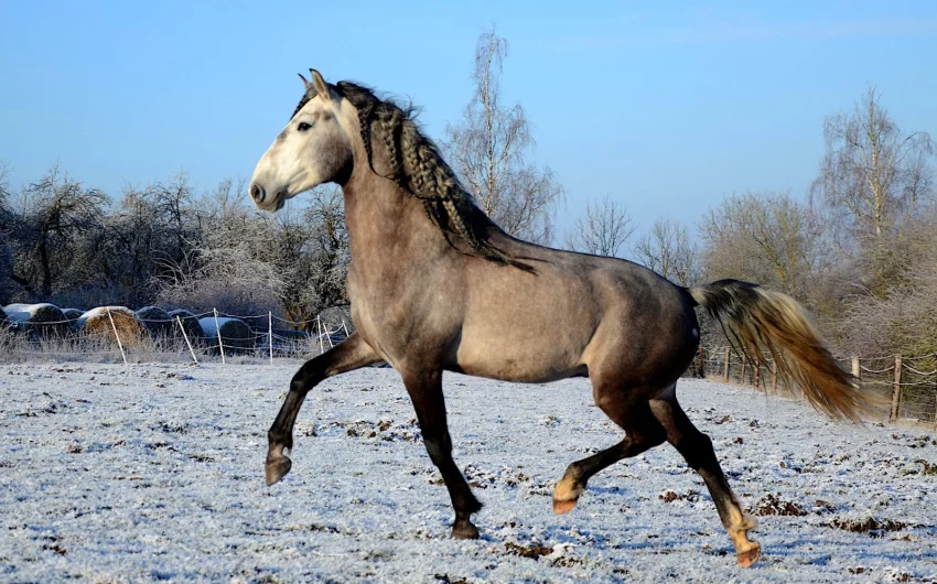 Hřebec lusitano