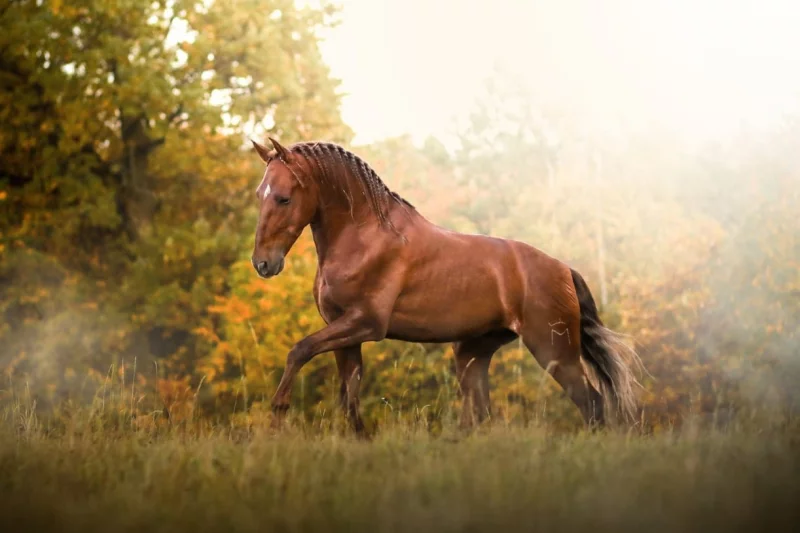 Španěl nebo lusitano?