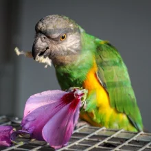 Květy vhodné pro papoušky