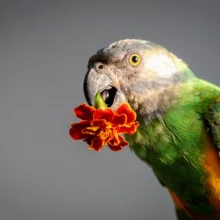 Květy vhodné pro papoušky
