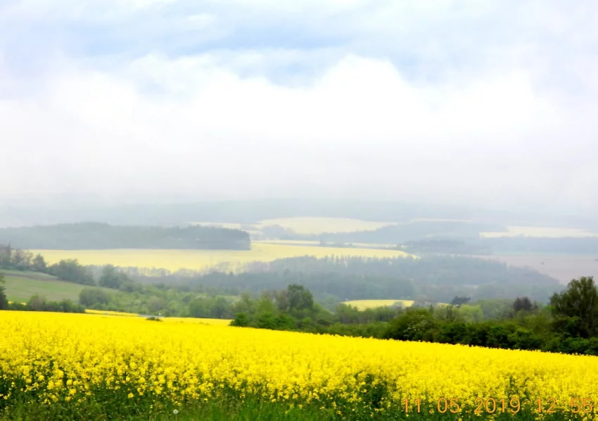 Monokultura řepky olejky - Rakovnicko