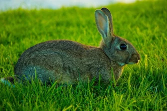 Exteriér králíků a jeho význam pro výstavy a chov: Tvar 4. část – Vnější pohlavní orgány