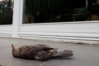 Začíná týden skleněného zabijáka. Lidé budou mapovat budovy, kde se zabíjejí ptáci