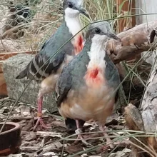 Výstava exotického ptactva Třebechovice pod Orebem