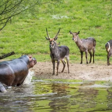 Zažijte neuvěřitelné dobrodružství v Zoo Dvůr Králové