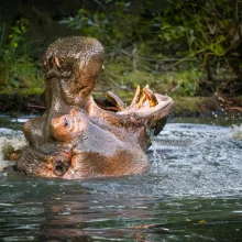 Zažijte neuvěřitelné dobrodružství v Zoo Dvůr Králové