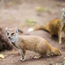 Zažijte neuvěřitelné dobrodružství v Zoo Dvůr Králové