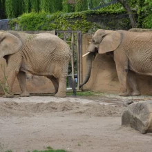 Zažijte neuvěřitelné dobrodružství v Zoo Dvůr Králové