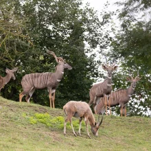 Zažijte neuvěřitelné dobrodružství v Zoo Dvůr Králové