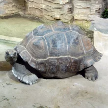 ZOO Plzeň je blízko velkému úspěchu. Želva obrovská nakladla vejce