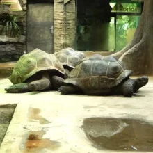 ZOO Plzeň je blízko velkému úspěchu. Želva obrovská nakladla vejce