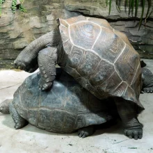 ZOO Plzeň je blízko velkému úspěchu. Želva obrovská nakladla vejce