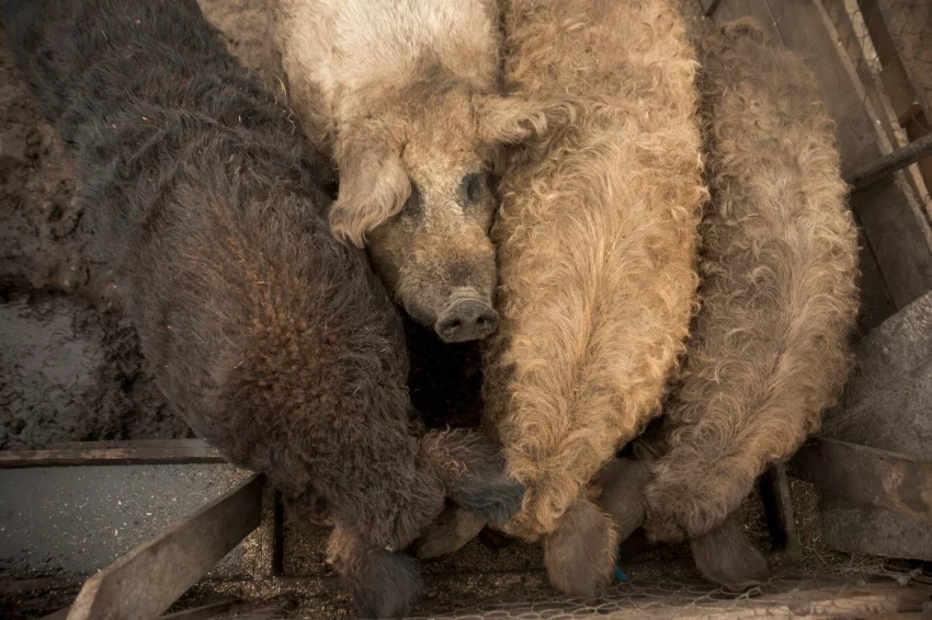 Mangalica – prase s vizáží ovce