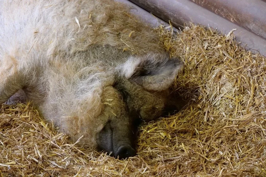 Mangalica – prase s vizáží ovce