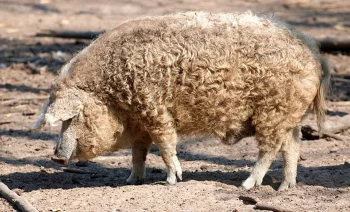 Mangalica – prase s vizáží ovce