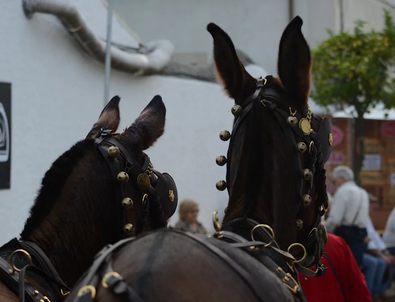 Golega – koňský festival, který musíte zažít!