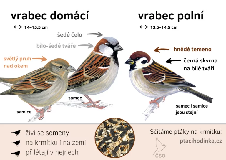 Pomocí jednoduchých výukových materiálů se účastníci programu naučí určovat a rozlišovat nejběžnější ptačí druhy na krmítku, například vrabce.