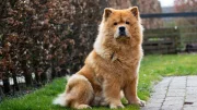 Asijští špicové: Čau čau,  Eurasier,  Akita inu a další