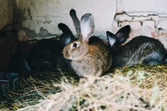 Jak nakrmit králíky během zimy, abychom získali vrhy králíčat včas?