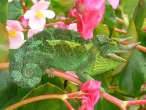 Chameleon třírohý (Jacksonův) a jeho chov