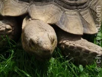 Geochelone sulcata