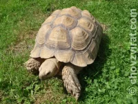 Geochelone sulcata