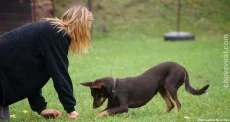 Australská kelpie