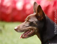 Australská kelpie