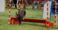 Australská kelpie