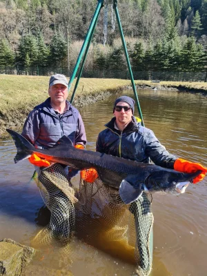 Jeseter sibiřský 40-60cm , vyzy 30-60kg/ks - za akční cenu 768 kč/kg vč. DPH