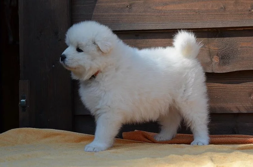 štěně samojed