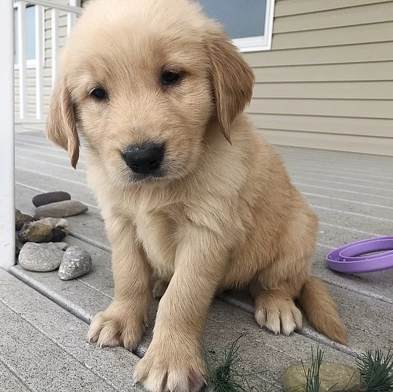 Zlatý retriever