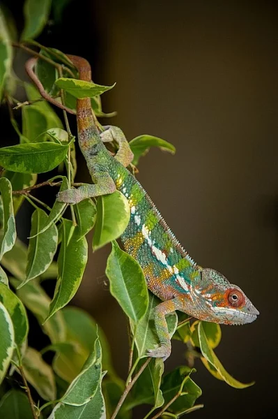 Chameleon pardálí