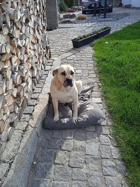 Malorská doga- Ca de Bou/Perro de Presa Mallorquin