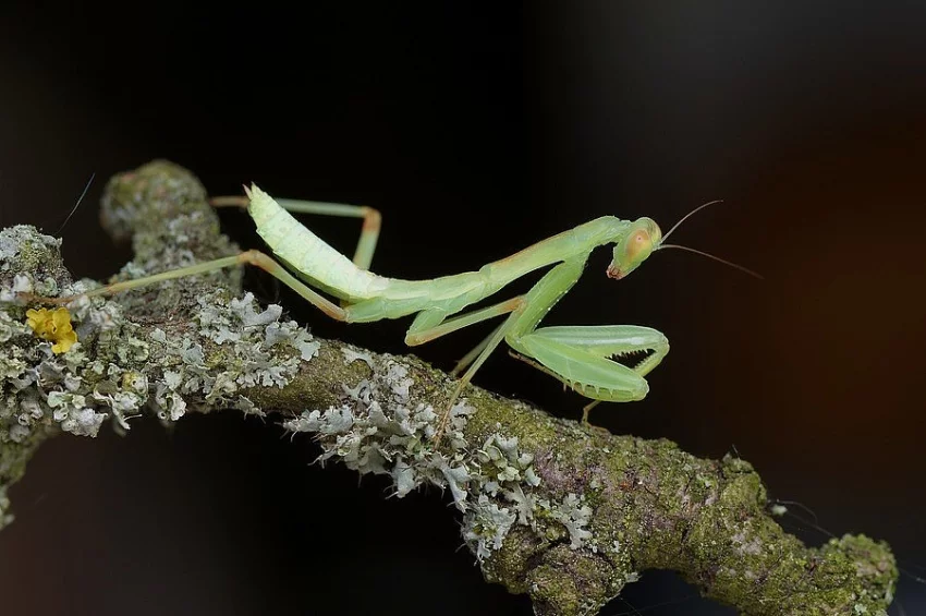 Kudlanky Hierodula transcaucasica